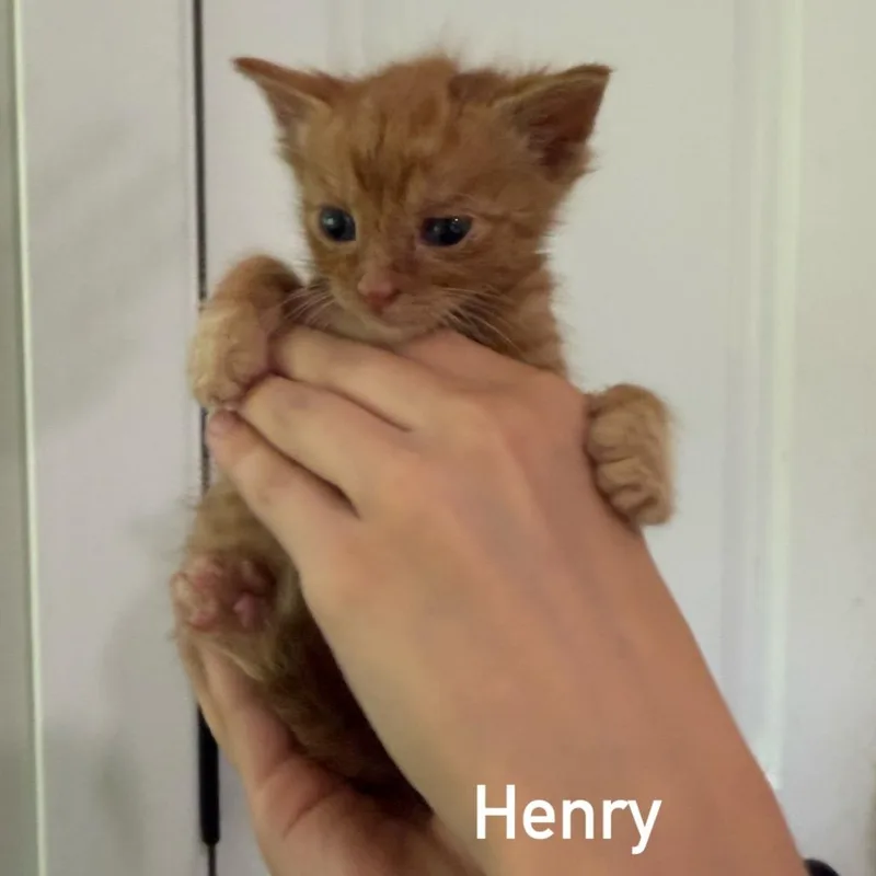 Henry thumbnail 2