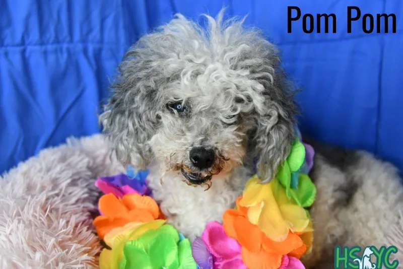A senior medium-sized female Poodle dog named Pom Pom for adoption in Fort Mill, SC