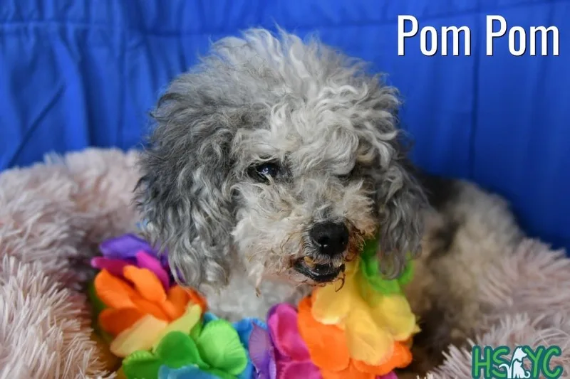 Pom Pom thumbnail 2
