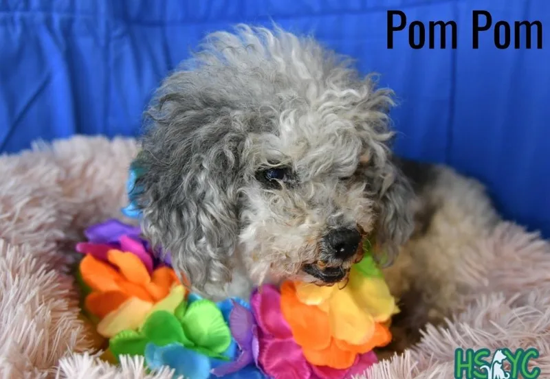 Pom Pom thumbnail 3