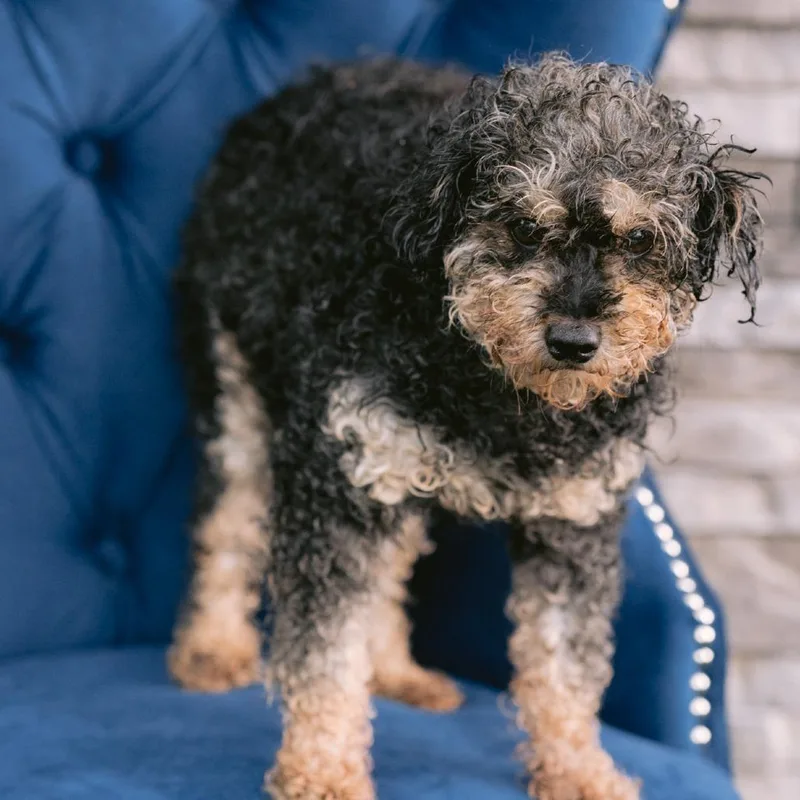 An adult small-sized female Miniature Poodle dog named Mandi for adoption in Zionsville, IN