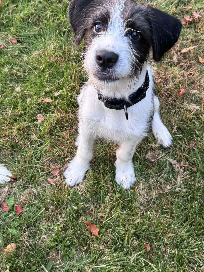 A baby medium-sized male Poodle dog named Sokka for adoption in Alexander, AR