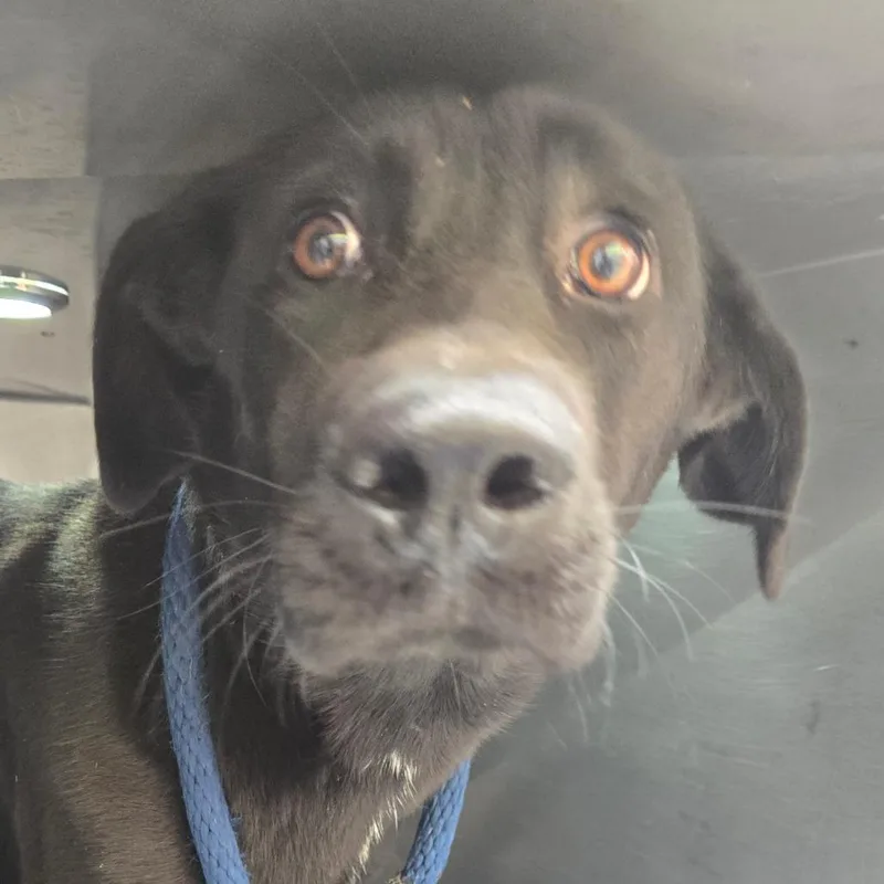 An adult medium-sized female Black Shepherd dog named Muffy for adoption in Philadelphia, PA