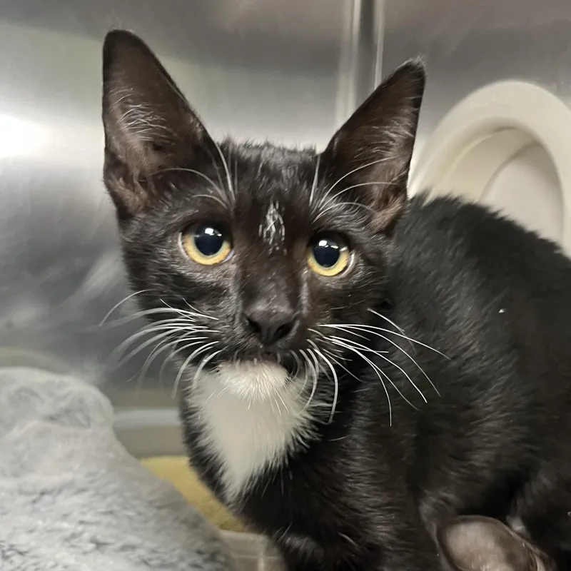 A baby small-sized female Black Domestic Short Hair cat named Raphaela for adoption in Palm Springs, CA