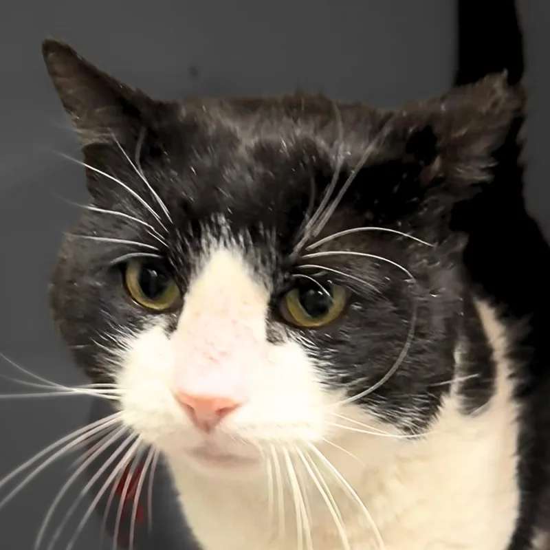 Sylvester thumbnail 2