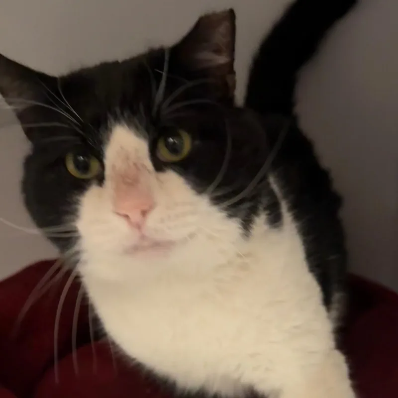 Sylvester thumbnail 3