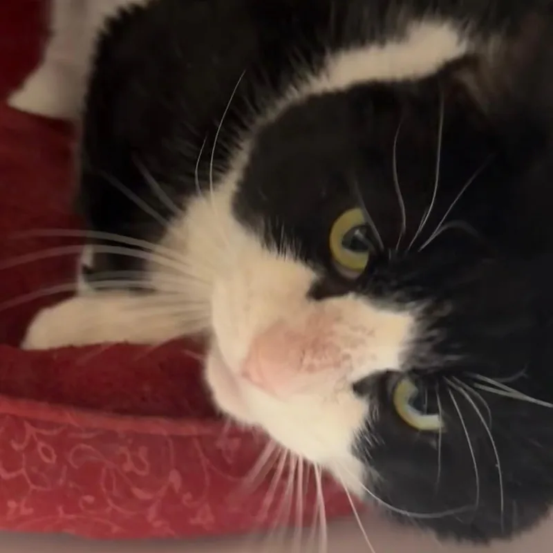 Sylvester thumbnail 4