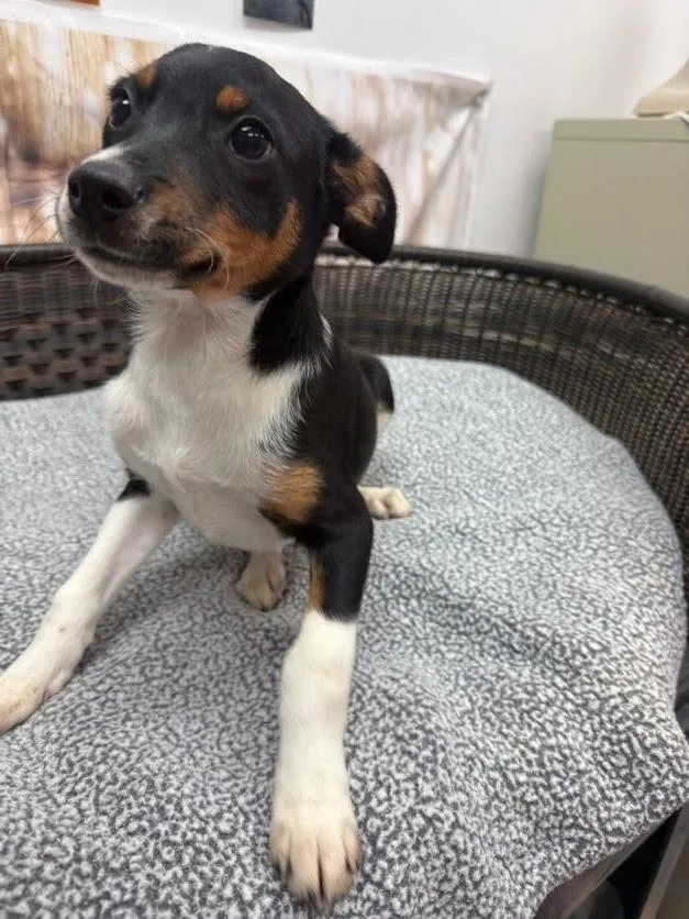 A baby large-sized male Terrier dog named Ozzy for adoption in Neillsville, WI