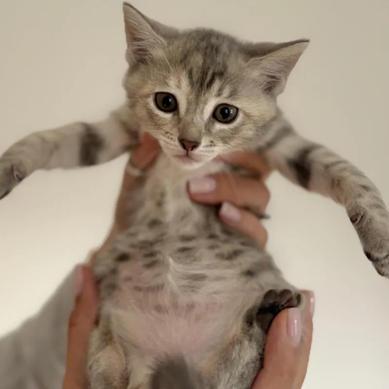 A baby medium-sized female Gray & White Domestic Short Hair cat named Rain for adoption in Nantucket, MA