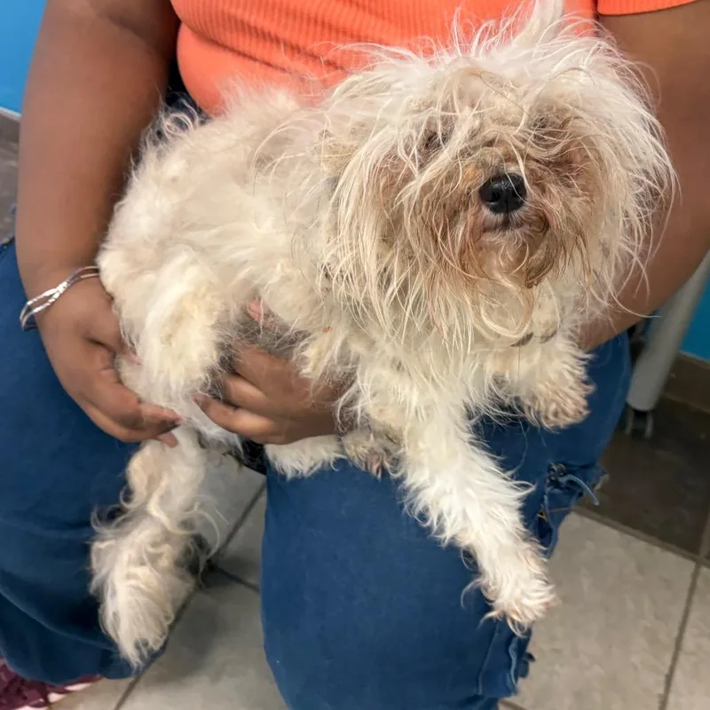 A senior small-sized male White / Cream Mixed Breed dog named StrayNorthLumpkinRoad for adoption in Columbus, GA