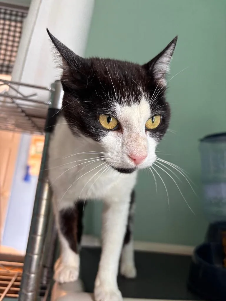 A young medium-sized female Domestic Short Hair cat named Socks for adoption in Morgantown, KY