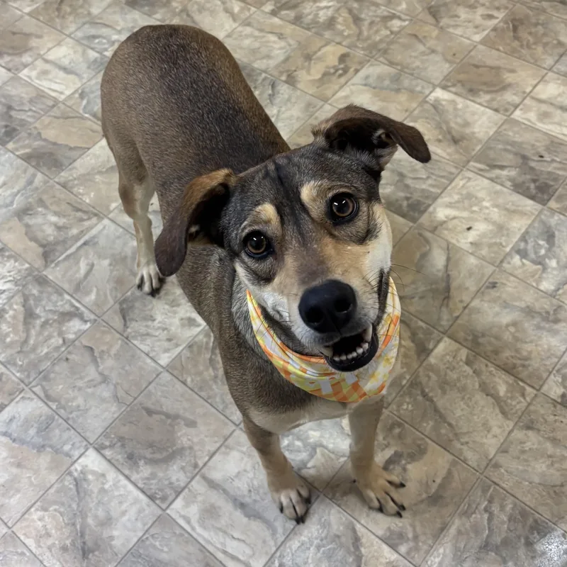 Estrella thumbnail 3