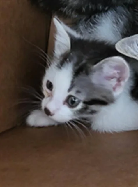 A baby medium-sized male Domestic Long Hair cat named Oak for adoption in Dallas, TX
