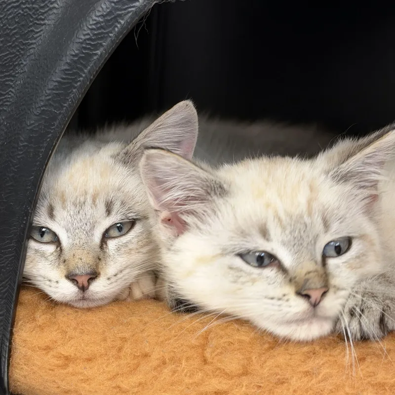 A baby medium-sized male Cream Point Domestic Short Hair cat named Inky and Clyde for adoption in Nantucket, MA