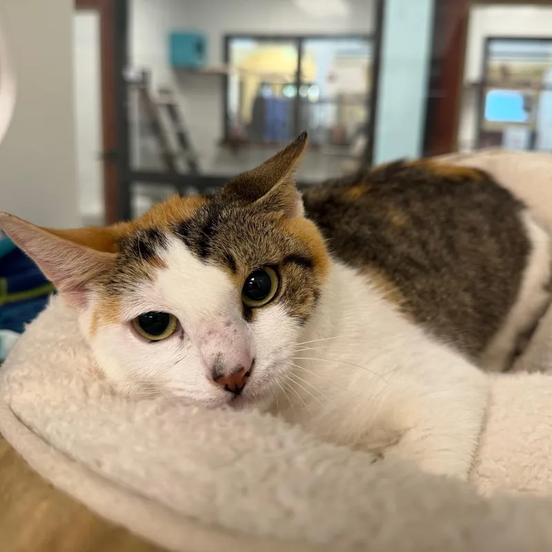 A young small-sized female Calico Domestic Short Hair cat named Sycamore for adoption in West Palm Beach, FL
