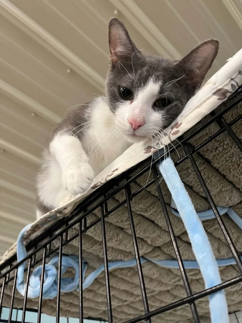 An adult medium-sized female Domestic Short Hair cat named Peaches for adoption in Warren, OH