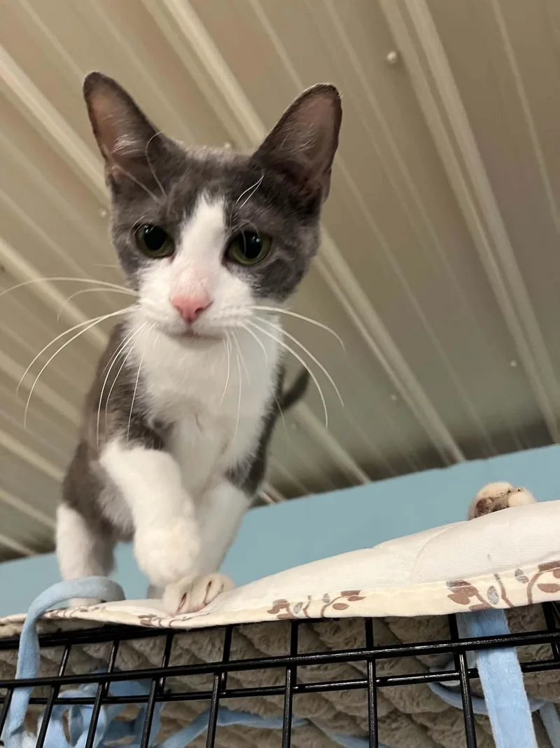 Peaches thumbnail 3