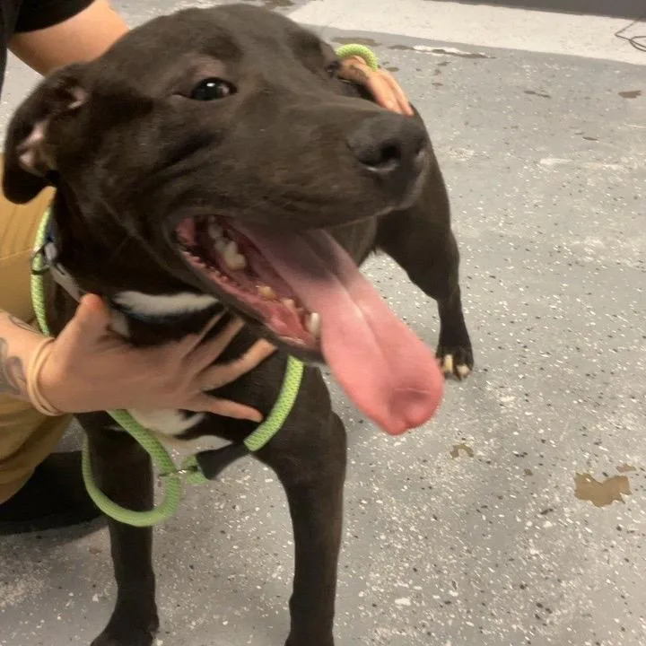 A young medium-sized male Brindle Mixed Breed dog named Cosette for adoption in St Joseph, MO