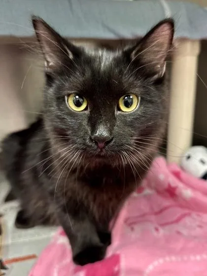 Onyx