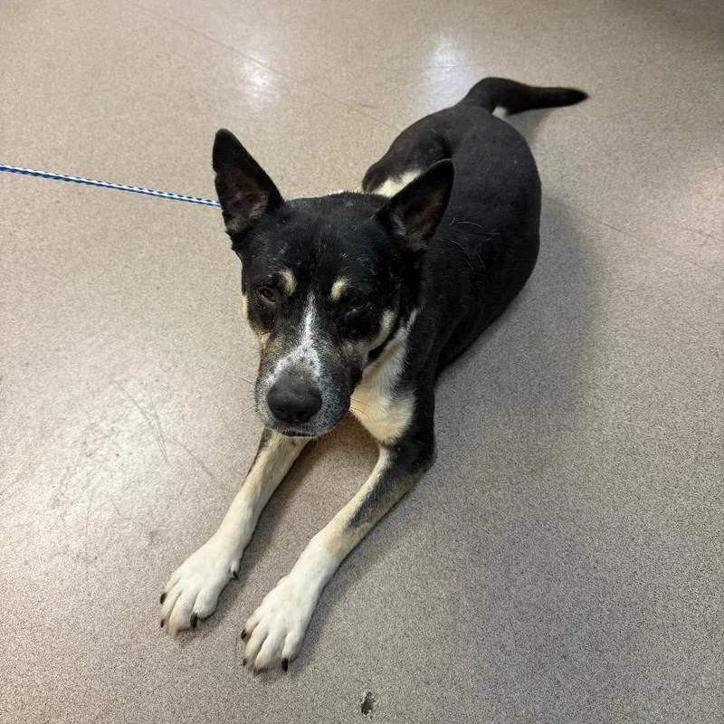 A senior medium-sized male Black Cattle Dog dog named Swiper for adoption in Pasadena, CA