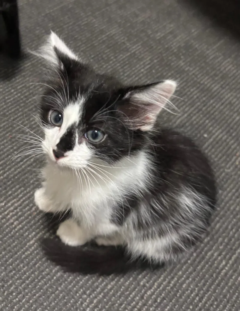 A baby medium-sized male Domestic Medium Hair cat named Po for adoption in Albuquerque, NM