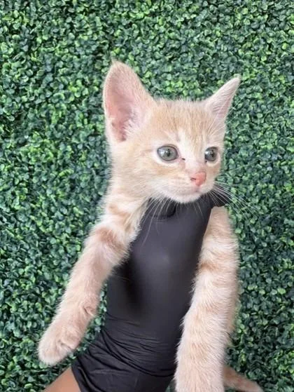 A baby small-sized male Orange / Red Domestic Short Hair cat named 61619366 for adoption in El Paso, TX