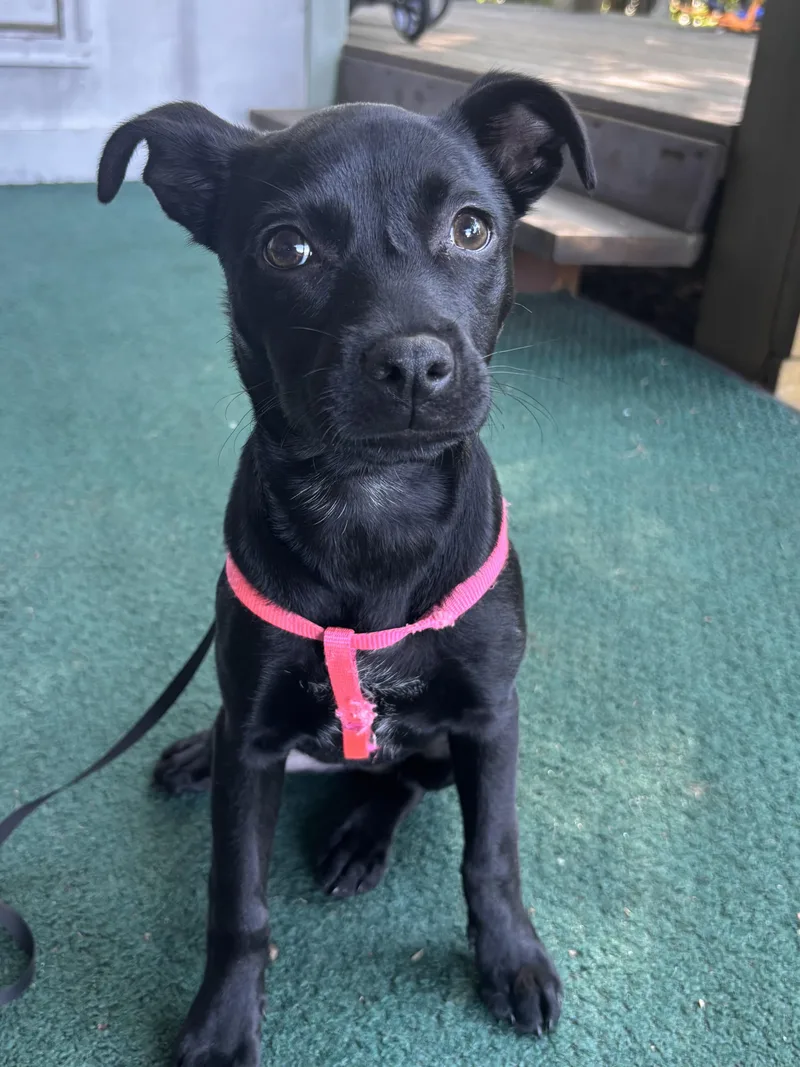 Hazel