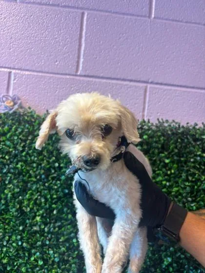 An adult small-sized male Miniature Poodle dog named 61752064 for adoption in El Paso, TX