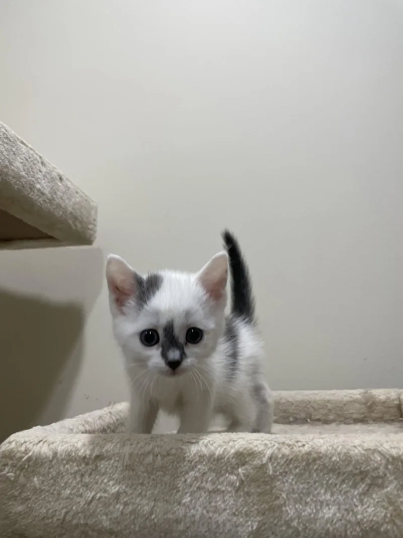 A baby medium-sized female Domestic Short Hair cat named Schmidt for adoption in Herndon, VA