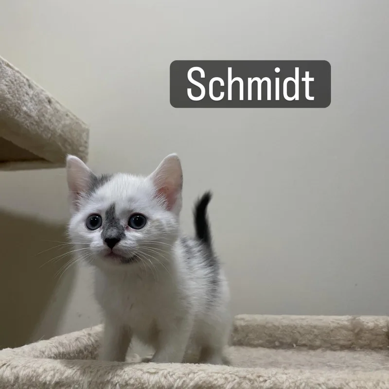 Schmidt thumbnail 2