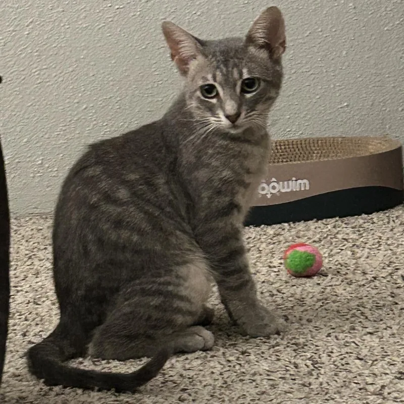 A young small-sized male Gray / Blue / Silver Domestic Short Hair cat named Fantastic Tx for adoption in Denver, CO