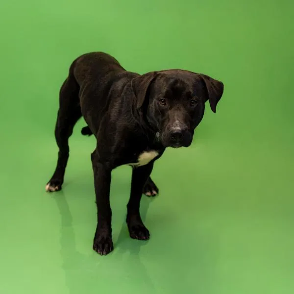 An adult large-sized male Labrador Retriever dog named Ic C Jimmy Chew for adoption in Lawrenceville, GA