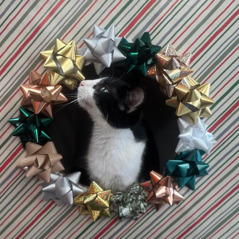 A young medium-sized male Black Domestic Short Hair cat named Thereso for adoption in Marshalltown, IA