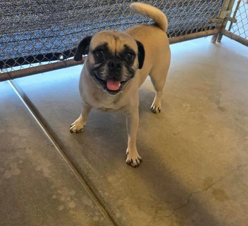 An adult small-sized female Pug dog named Pickles for adoption in Windsor, CO