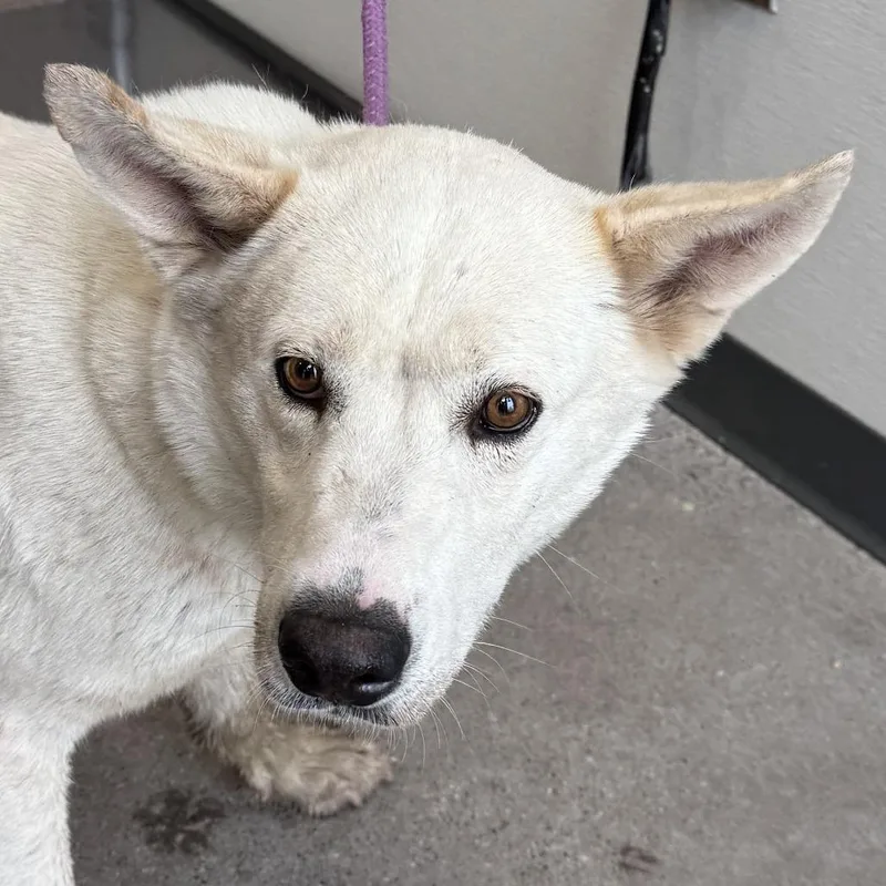An adult medium-sized male White / Cream Mixed Breed dog named Pence for adoption in Las Cruces, NM