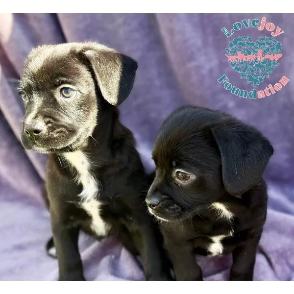 Sesame Litter thumbnail 2