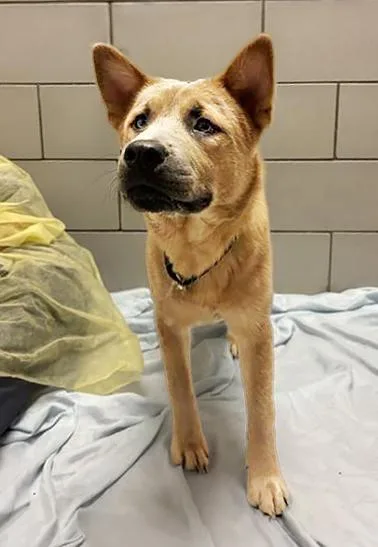 A young medium-sized male Yellow / Tan / Blond / Fawn Mixed Breed dog named Endive for adoption in Nashville, TN
