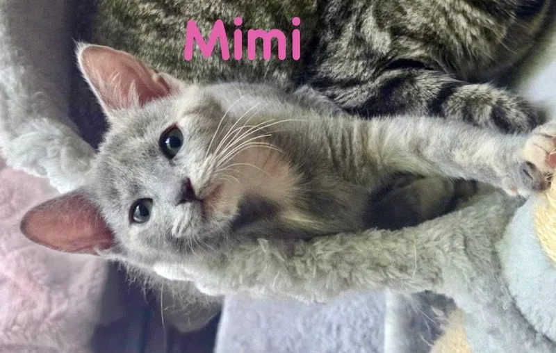 Mimi thumbnail 2