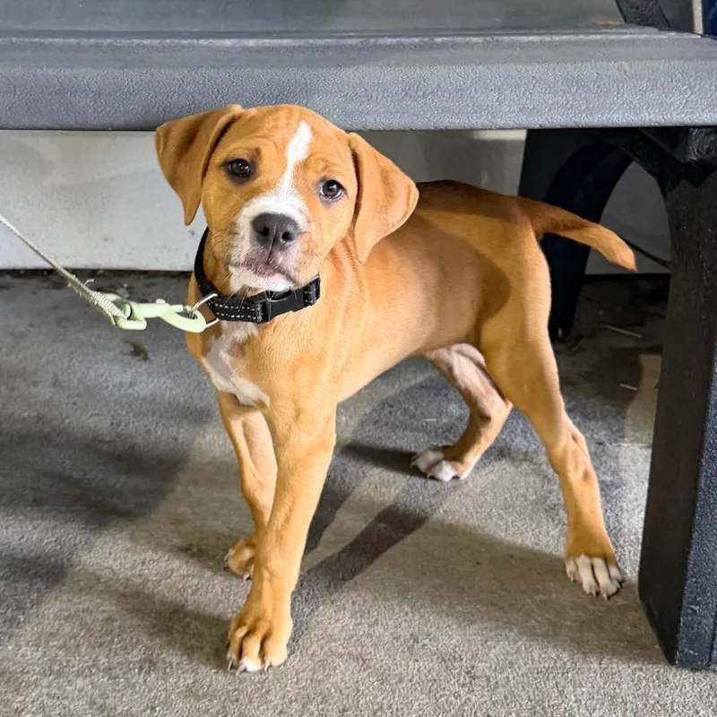 A baby small-sized female Yellow / Tan / Blond / Fawn Terrier dog named Pippy for adoption in Tampa, FL