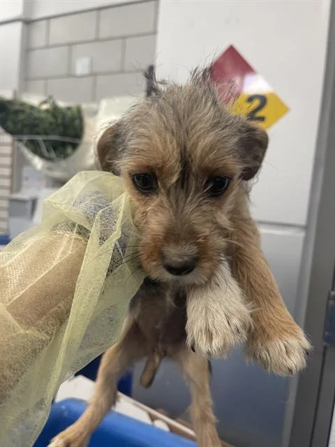 A baby small-sized female Mixed Breed dog named Swiss for adoption in Dallas, TX