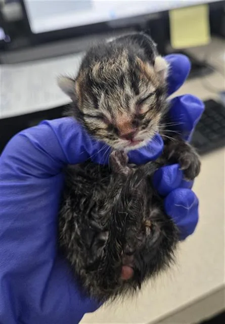 A baby medium-sized male Domestic Short Hair cat named Mickey for adoption in Dallas, TX