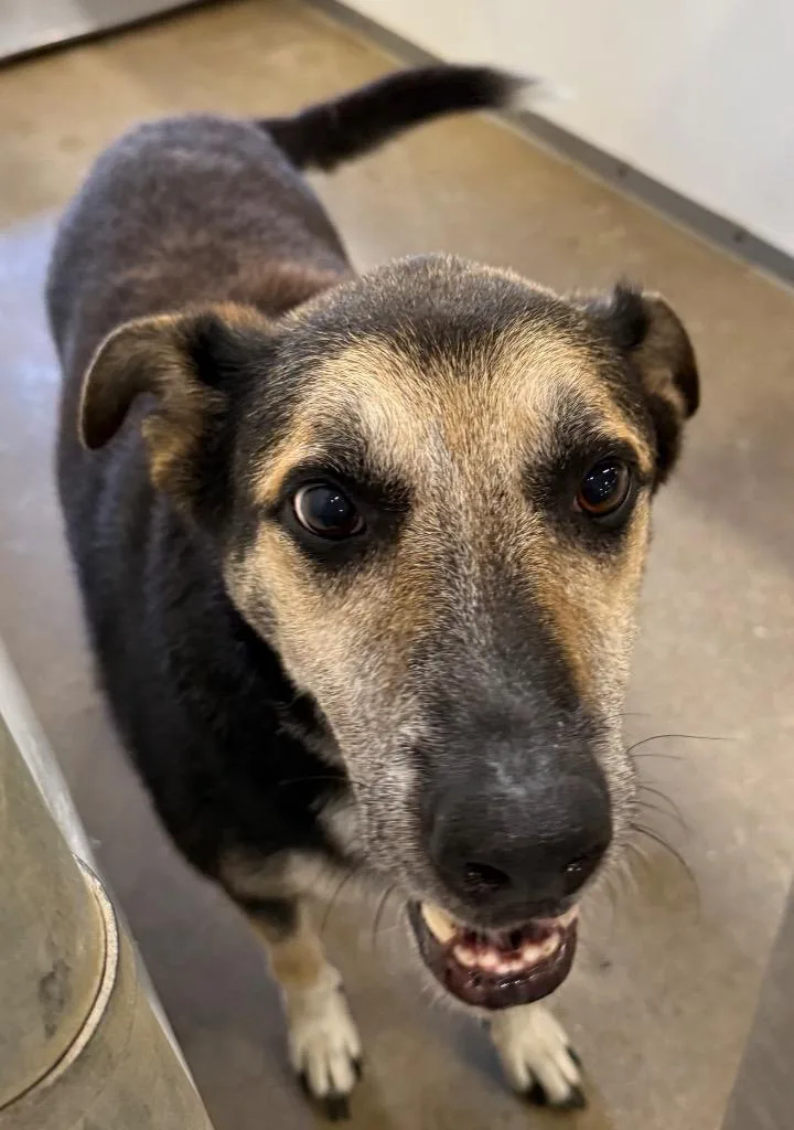 An adult large-sized male German Shepherd Dog dog named Marvin for adoption in Belton, TX