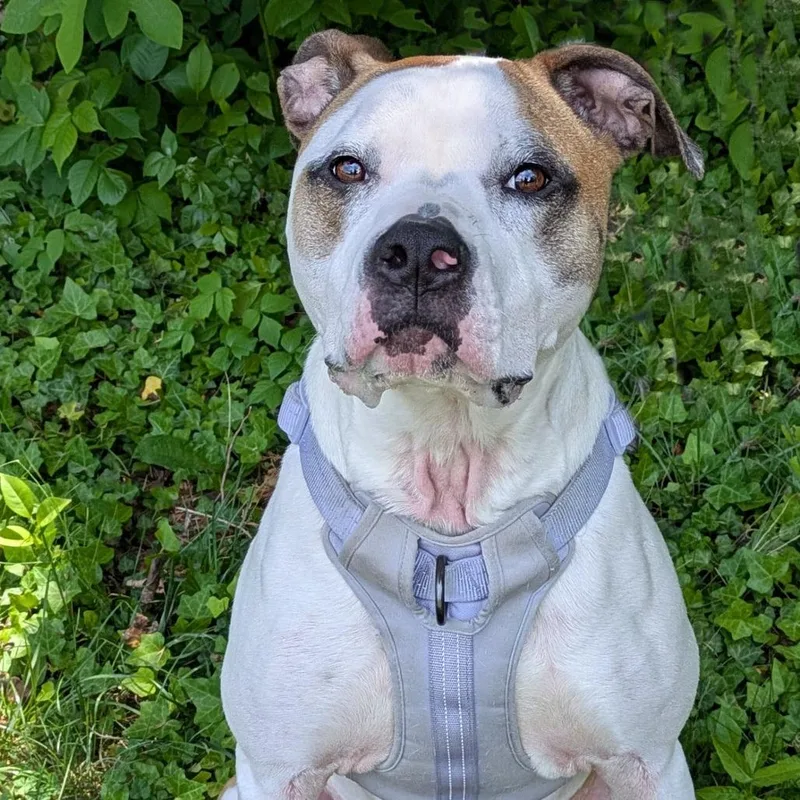 An adult large-sized female White / Cream Pit Bull Terrier dog named Nala for adoption in Charlottesville, VA