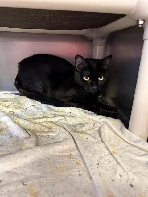 A young medium-sized female Domestic Short Hair cat named Keelah for adoption in Brewster, MA