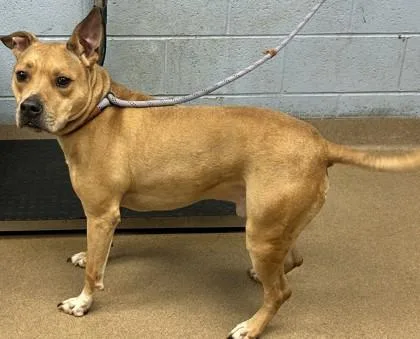 An adult large-sized male Mixed Breed dog named Drake for adoption in Chamblee, GA