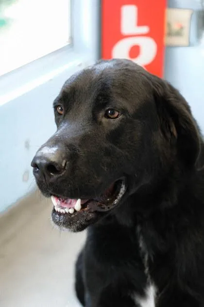 An adult extra large-sized male Great Dane dog named Bear for adoption in Dothan, AL