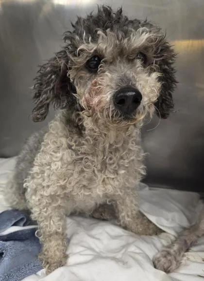 An adult small-sized female Poodle dog named Jenna for adoption in Malvern, PA