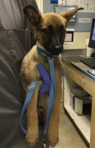 A baby small-sized female Belgian Shepherd / Malinois dog named Jodi for adoption in Riverside, CA