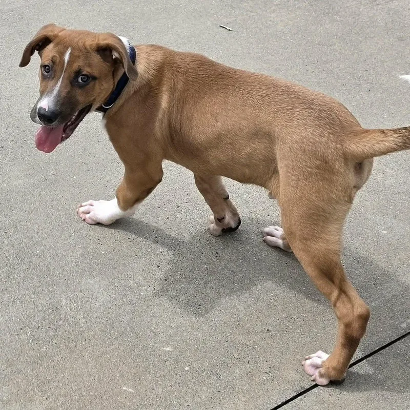 A baby medium-sized male Golden Mixed Breed dog named Buster Brown Puppy for adoption in Meriden, CT