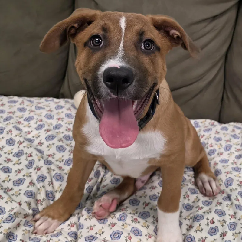 Buster Brown  Puppy thumbnail 2